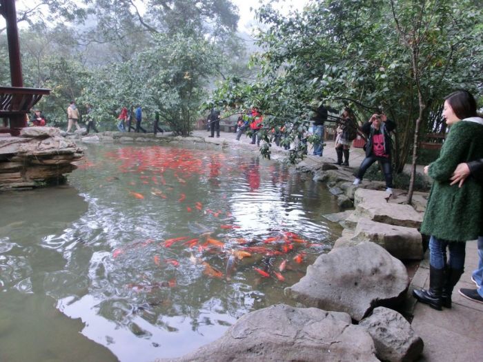 Kois im Teich beim Great Buddha
