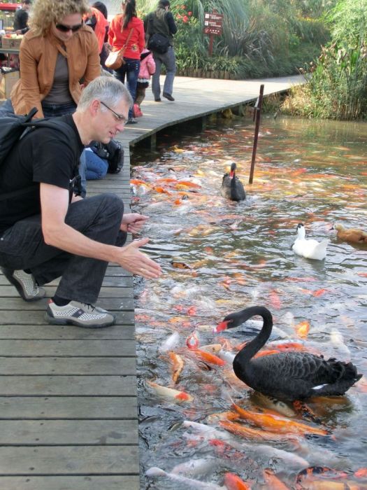 Schwarze Schw�ne und Kois
