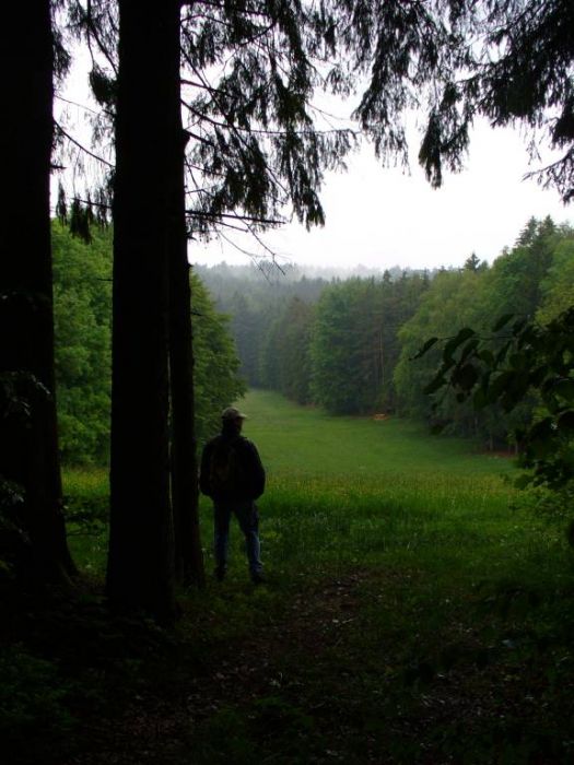 auf dieser Lichtung wird er geschossen, der Bock
